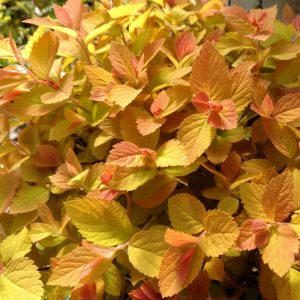 SPIRAEA DOUBLE PLAY CANDY CORN SPIREA