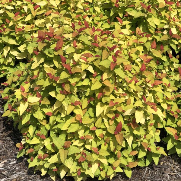 SPIRAEA DOUBLE PLAY CANDY CORN SPIREA