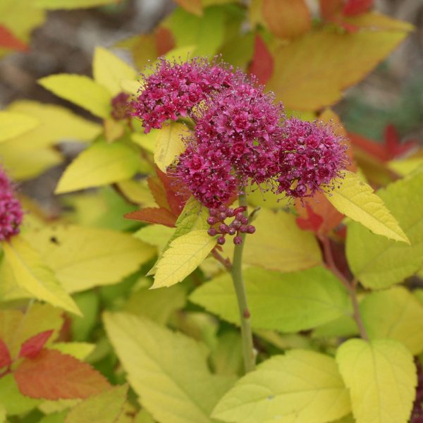 SPIRAEA DOUBLE PLAY CANDY CORN SPIREA