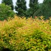 SPIRAEA DOUBLE PLAY CANDY CORN SPIREA