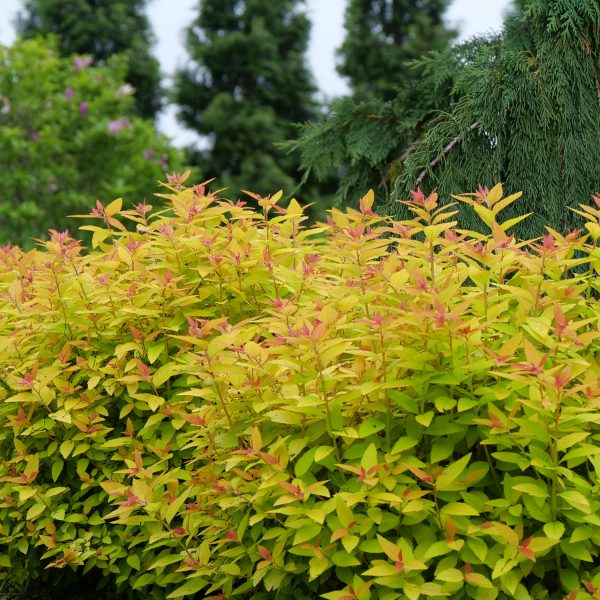 SPIRAEA DOUBLE PLAY CANDY CORN SPIREA