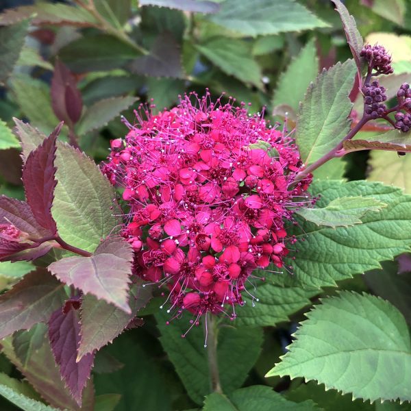 SPIRAEA DOUBLE PLAY DOOZIE SPIREA