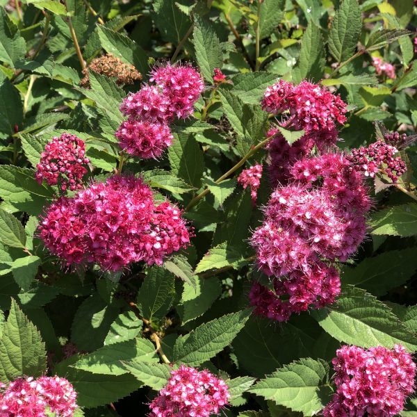 SPIRAEA DOUBLE PLAY DOOZIE SPIREA