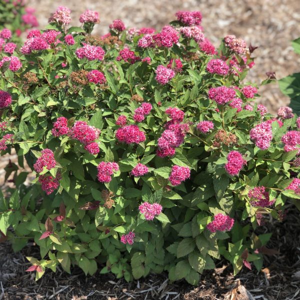 SPIRAEA DOUBLE PLAY DOOZIE SPIREA