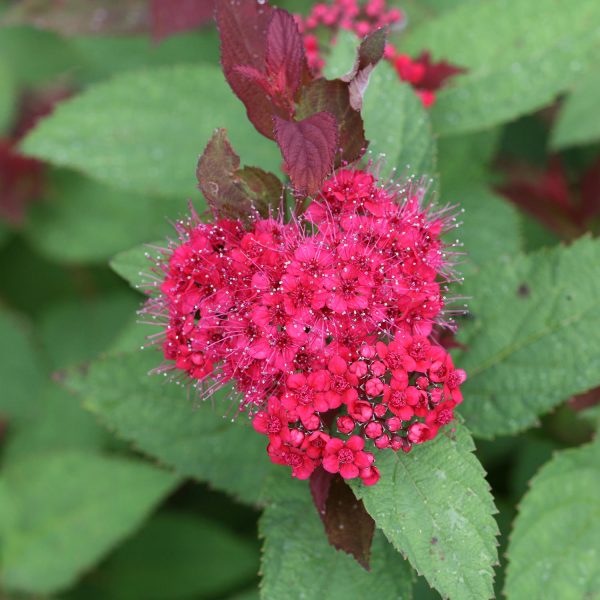 SPIRAEA DOUBLE PLAY DOOZIE SPIREA