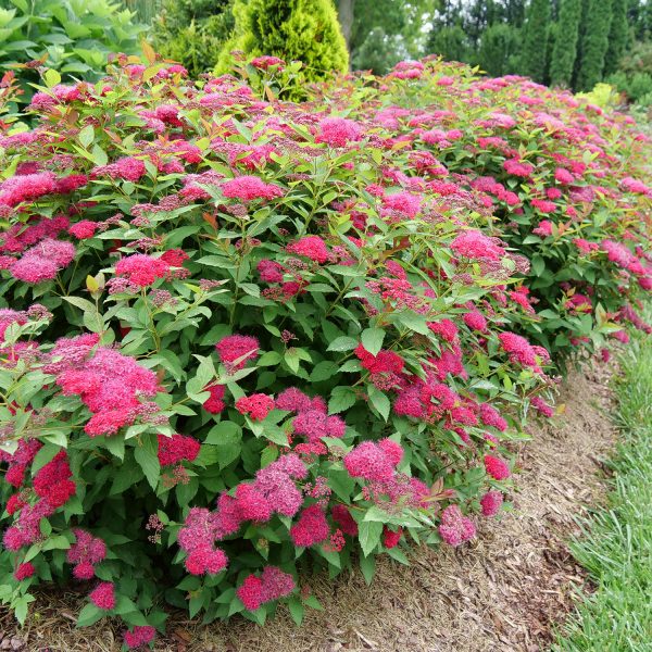 SPIRAEA DOUBLE PLAY DOOZIE SPIREA