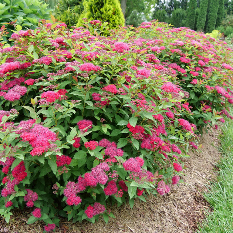 DOUBLE PLAY DOOZIE® Spiraea