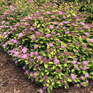 SPIRAEA DOUBLE PLAY GOLD SPIREA