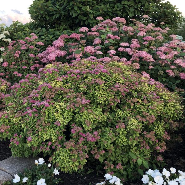 SPIRAEA DOUBLE PLAY GOLD SPIREA