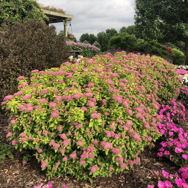 SPIRAEA DOUBLE PLAY GOLD SPIREA