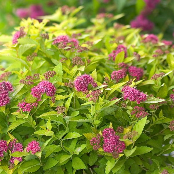 SPIRAEA DOUBLE PLAY GOLD SPIREA