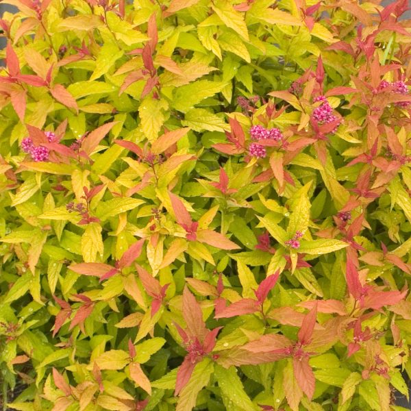 SPIRAEA DOUBLE PLAY GOLD SPIREA