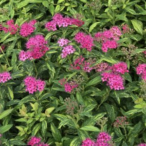 SPIRAEA DOUBLE PLAY PAINTED LADY SPIREA