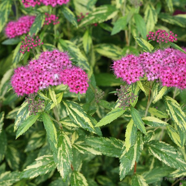 SPIRAEA DOUBLE PLAY PAINTED LADY SPIREA