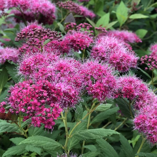 SPIRAEA DOUBLE PLAY PINK SPIREA