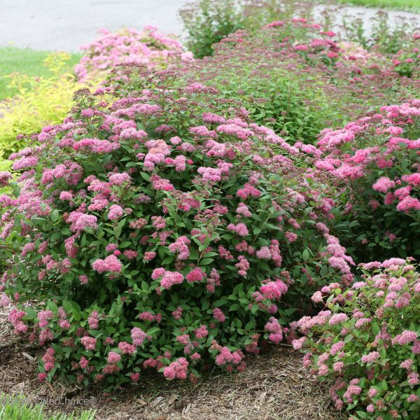 SPIRAEA DOUBLE PLAY PINK SPIREA