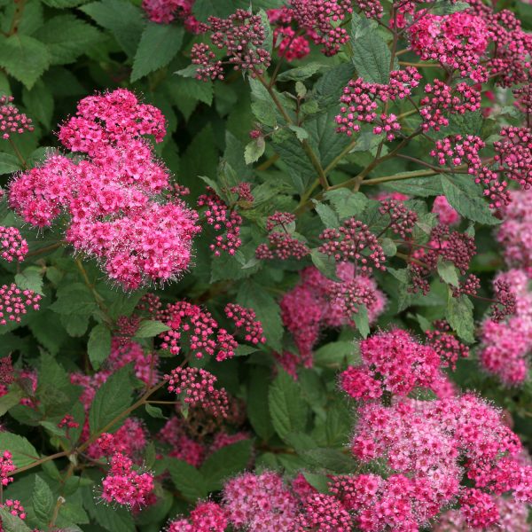 SPIRAEA DOUBLE PLAY PINK SPIREA