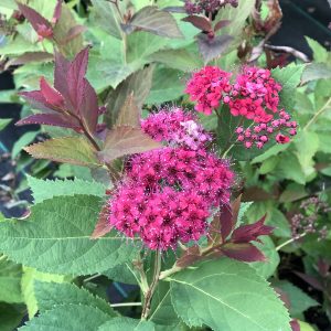 SPIRAEA DOUBLE PLAY RED SPIREA