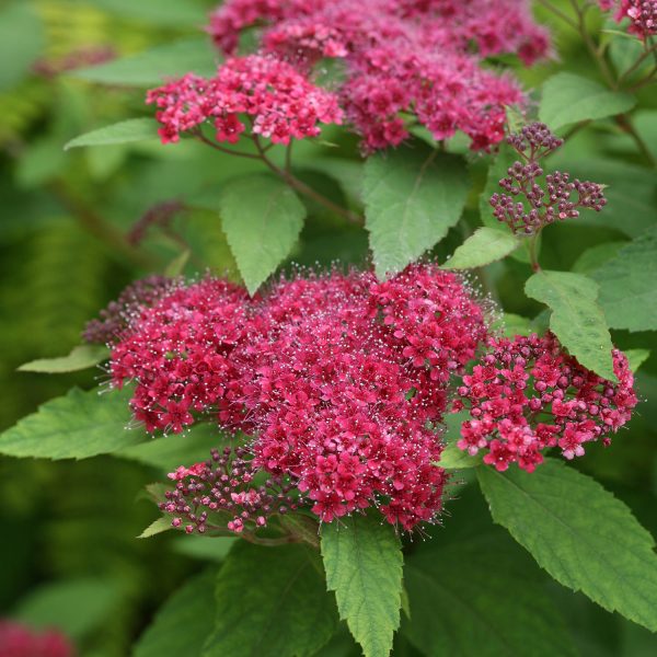 SPIRAEA DOUBLE PLAY RED SPIREA