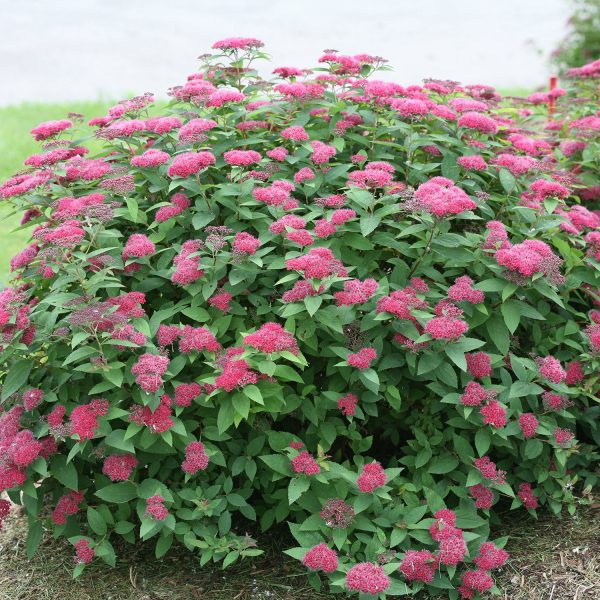 SPIRAEA DOUBLE PLAY RED SPIREA