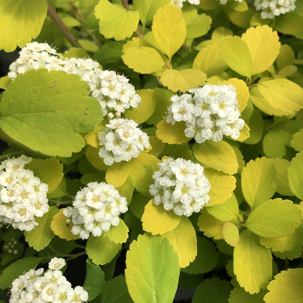 SPIRAEA GLOW GIRL SPIREA BIRCHLEAF