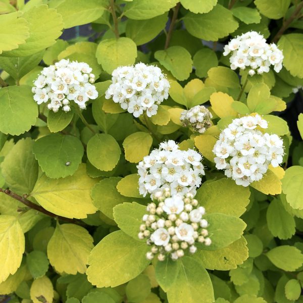 SPIRAEA GLOW GIRL SPIREA BIRCHLEAF