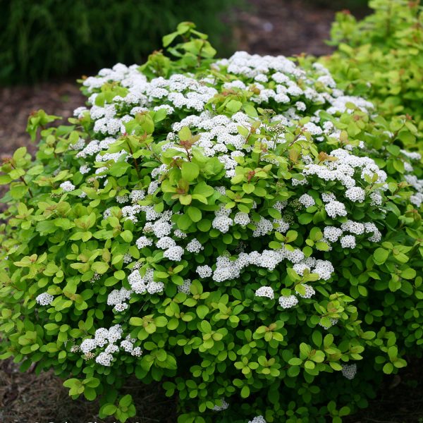 SPIRAEA GLOW GIRL SPIREA BIRCHLEAF