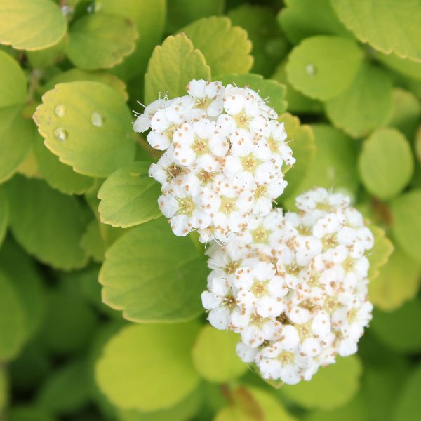 SPIRAEA GLOW GIRL SPIREA BIRCHLEAF