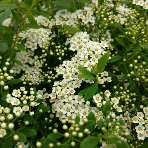 SPIRAEA WEDDING CAKE SPIREA