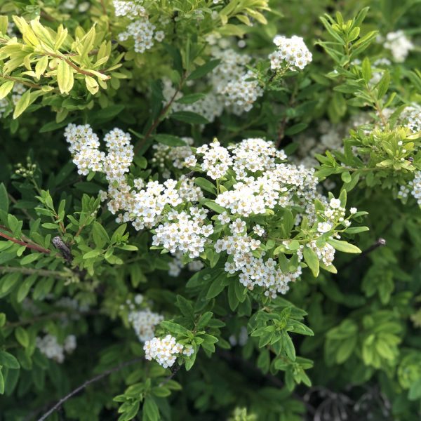 SPIRAEA WEDDING CAKE SPIREA