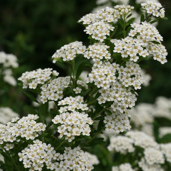 SPIRAEA WEDDING CAKE SPIREA