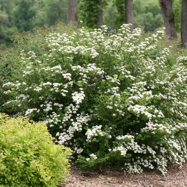 SPIRAEA WEDDING CAKE SPIREA