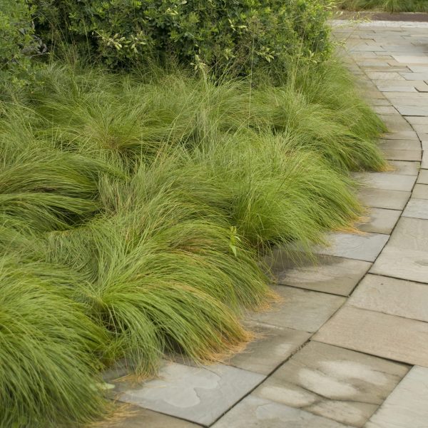 SPOROBOLUS HETEROLEPIS PRAIRIE DROPSEED