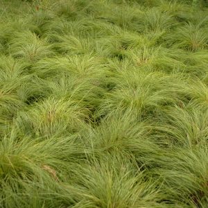 Sporobolus - Prairie Dropseed