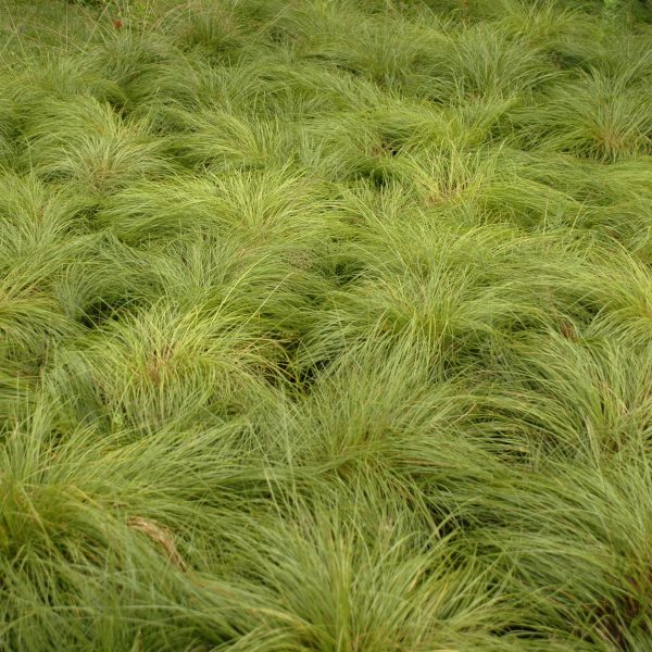 SPOROBOLUS HETEROLEPIS PRAIRIE DROPSEED