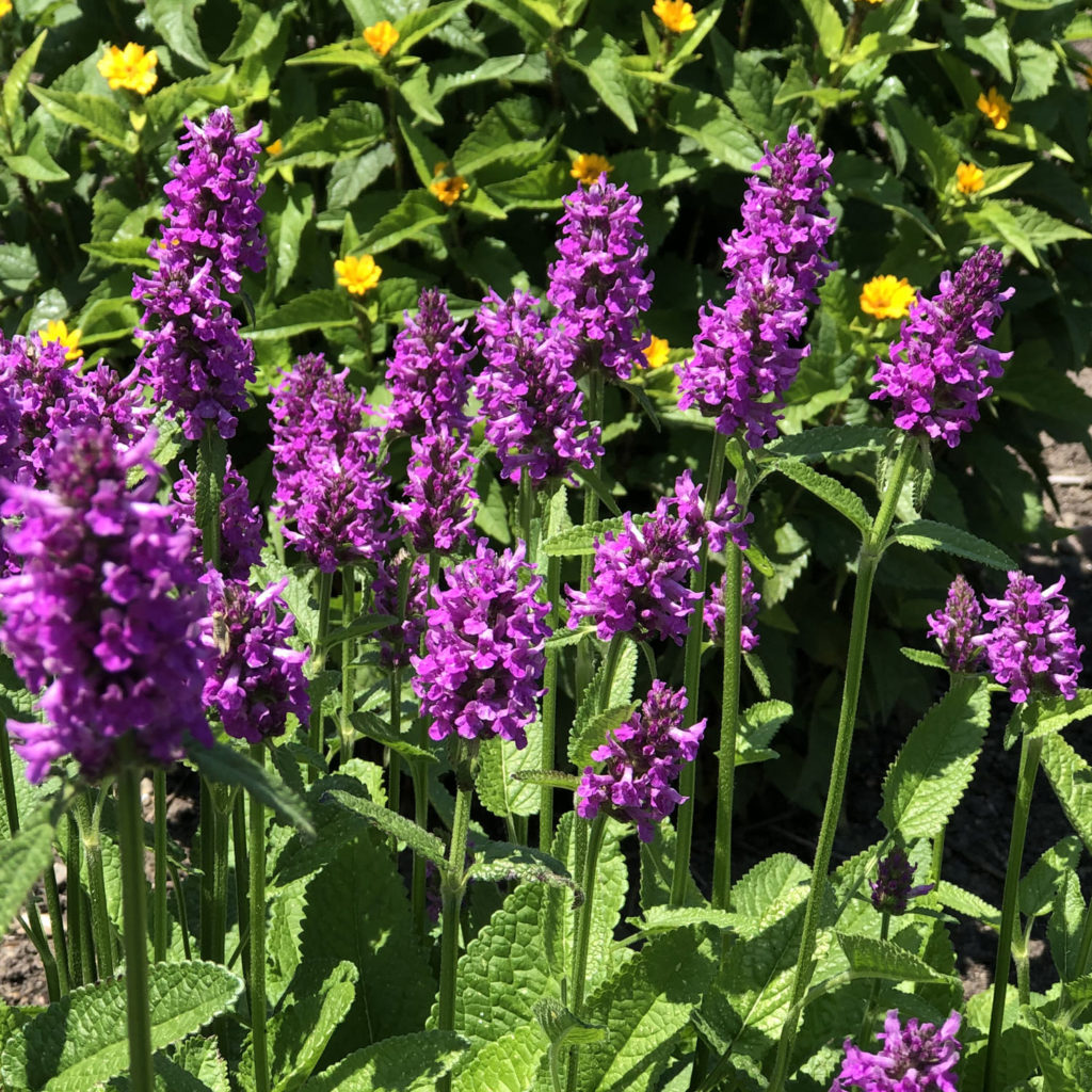 Stachys Hummelo Order Lambs Ear Perennials Online