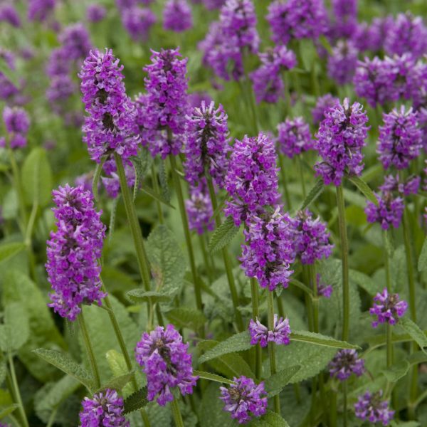 STACHYS HUMMELO LAMBS EAR