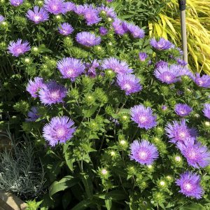 STOKESIA PEACHIES PICK STOKES ASTER