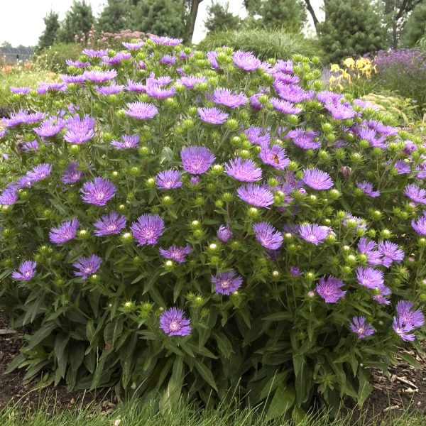 STOKESIA PEACHIES PICK STOKES ASTER