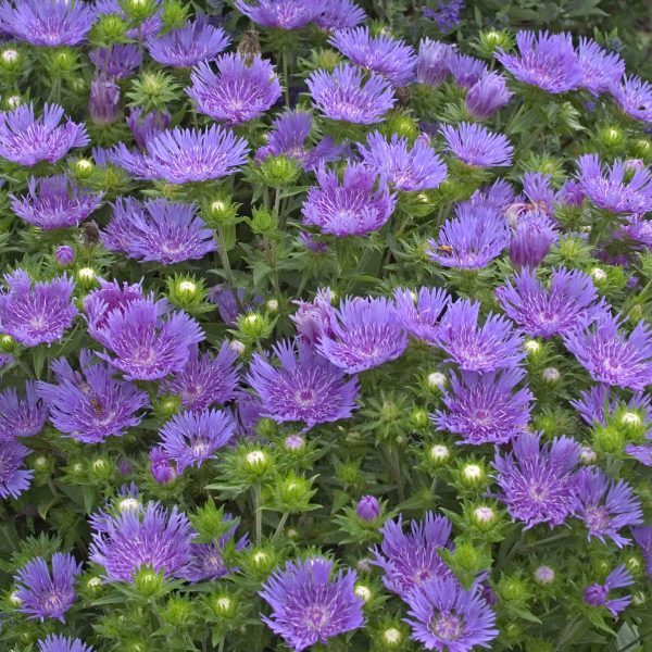 STOKESIA PEACHIES PICK STOKES ASTER