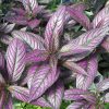 STROBILANTHES PERSIAN SHIELD
