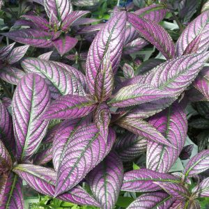 STROBILANTHES PERSIAN SHIELD