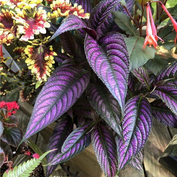 STROBILANTHES PERSIAN SHIELD