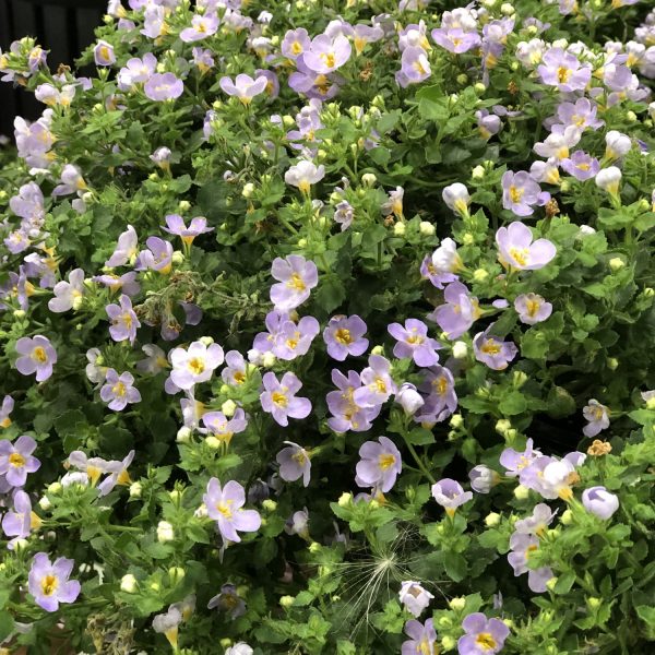 SUTERA SNOWSTORM BLUE BACOPA