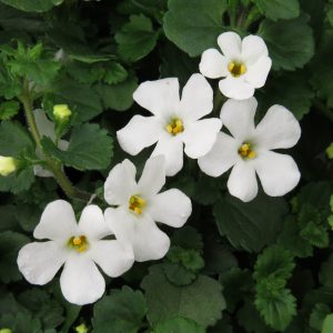 SUTERA SNOWSTORM GIANT SNOWFLAKE BACOPA