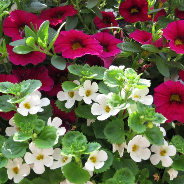 SUTERA SNOWSTORM GIANT SNOWFLAKE BACOPA