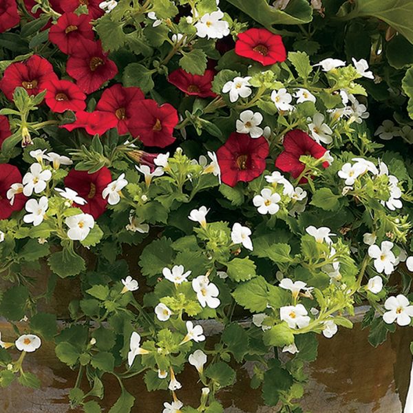 SUTERA SNOWSTORM GIANT SNOWFLAKE BACOPA