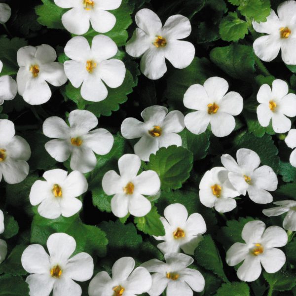 SUTERA SNOWSTORM GIANT SNOWFLAKE BACOPA