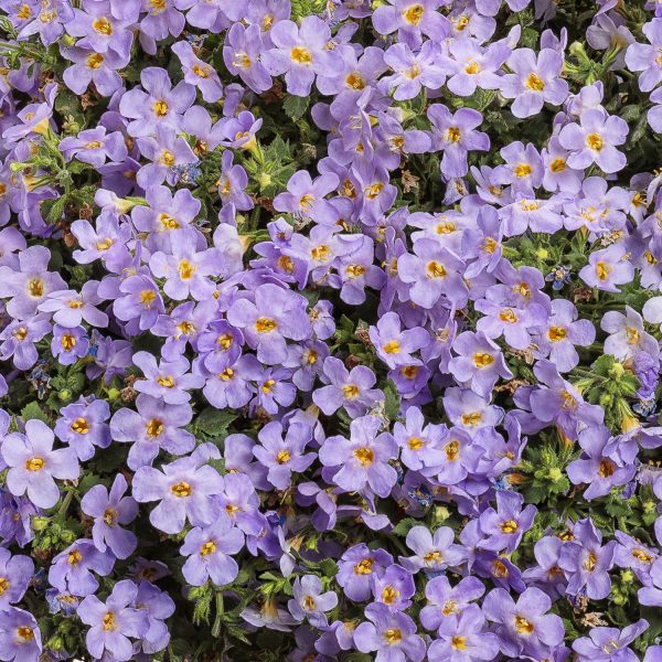 SUTERA SNOWSTORM GLACIER BLUE BACOPA