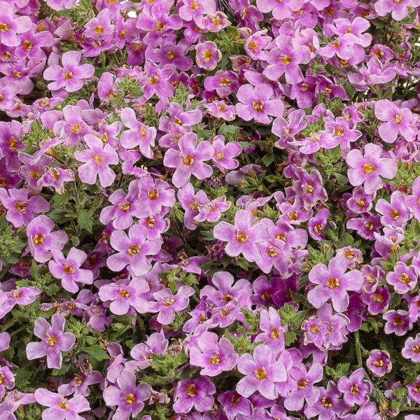 SUTERA SNOWSTORM PINK BACOPA